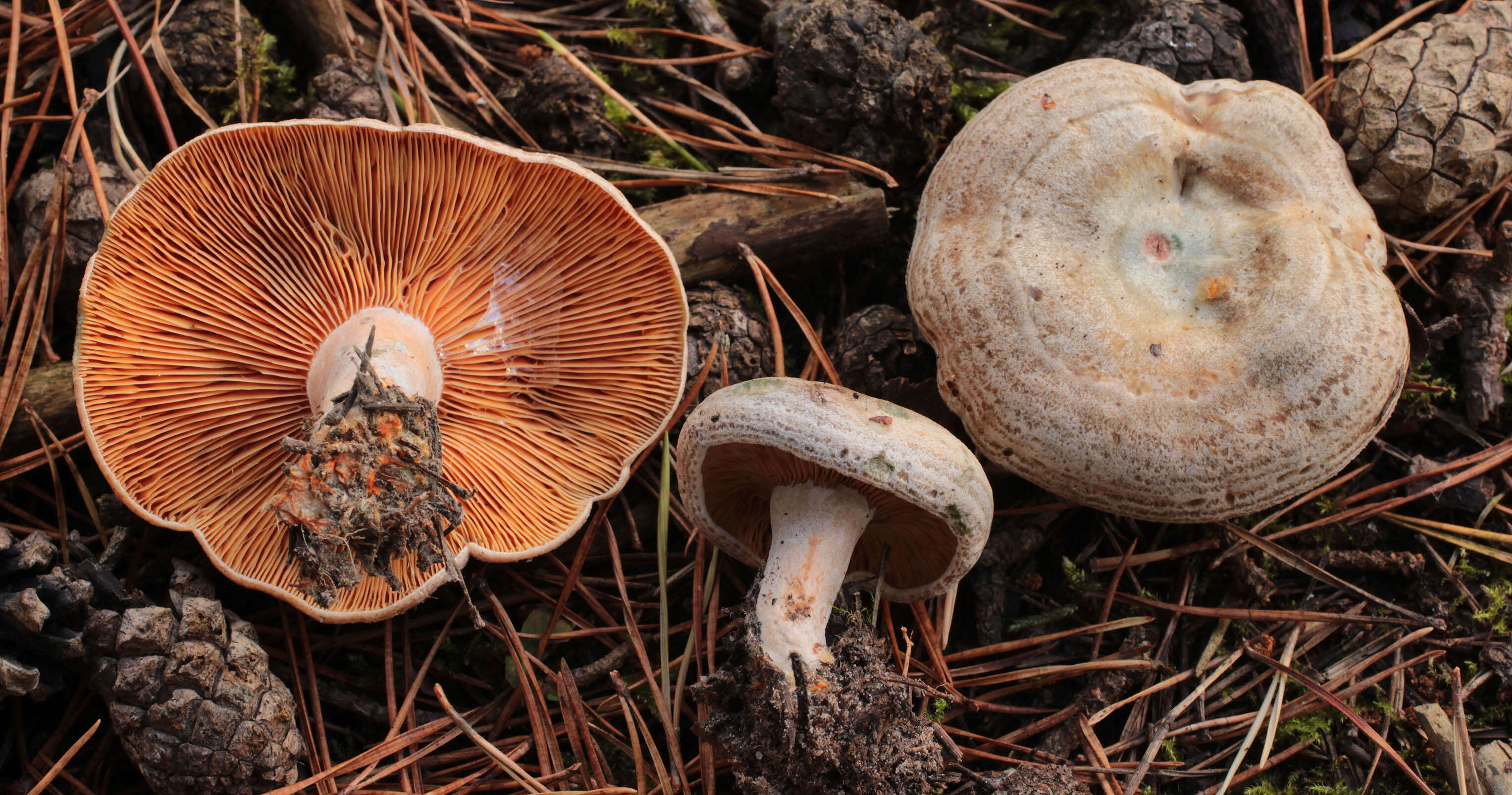 صورة Lactarius quieticolor Romagn. 1958