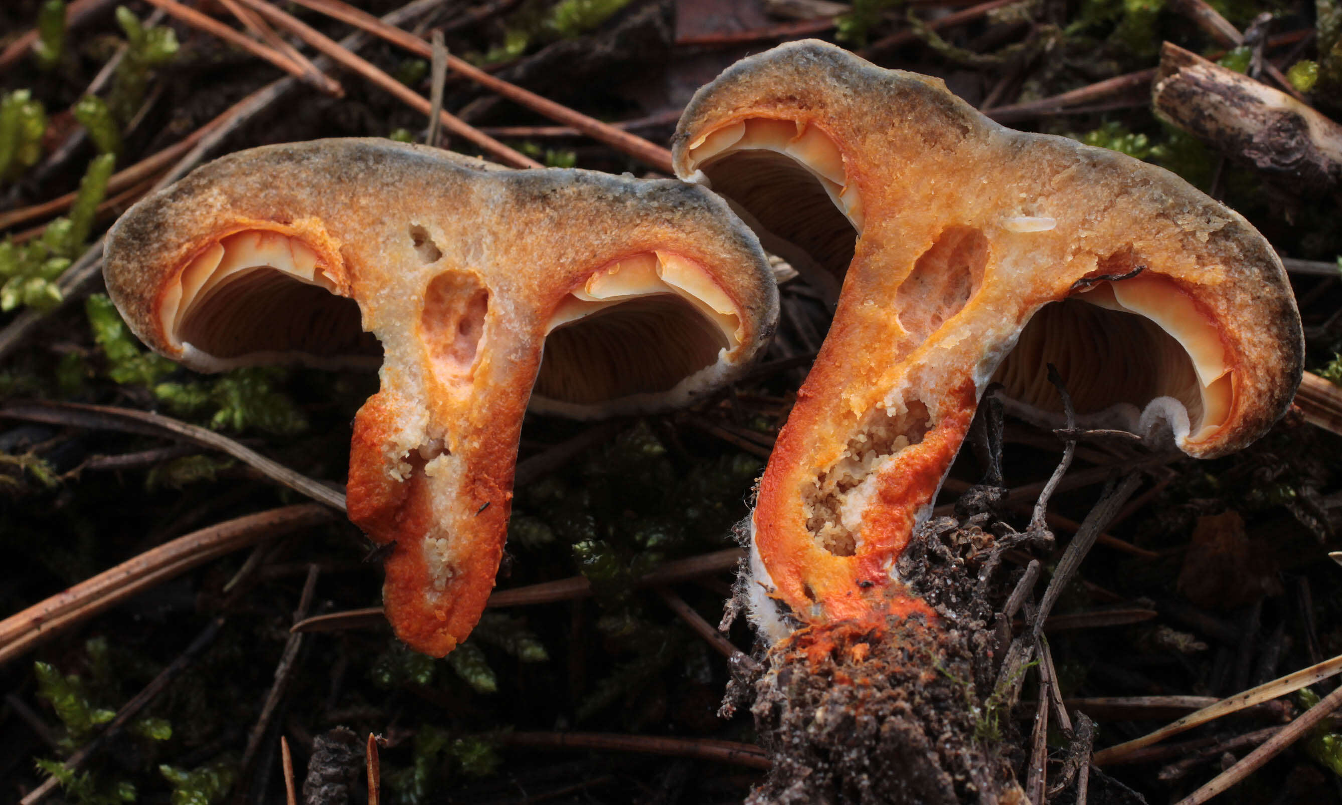 Image of Lactarius quieticolor Romagn. 1958