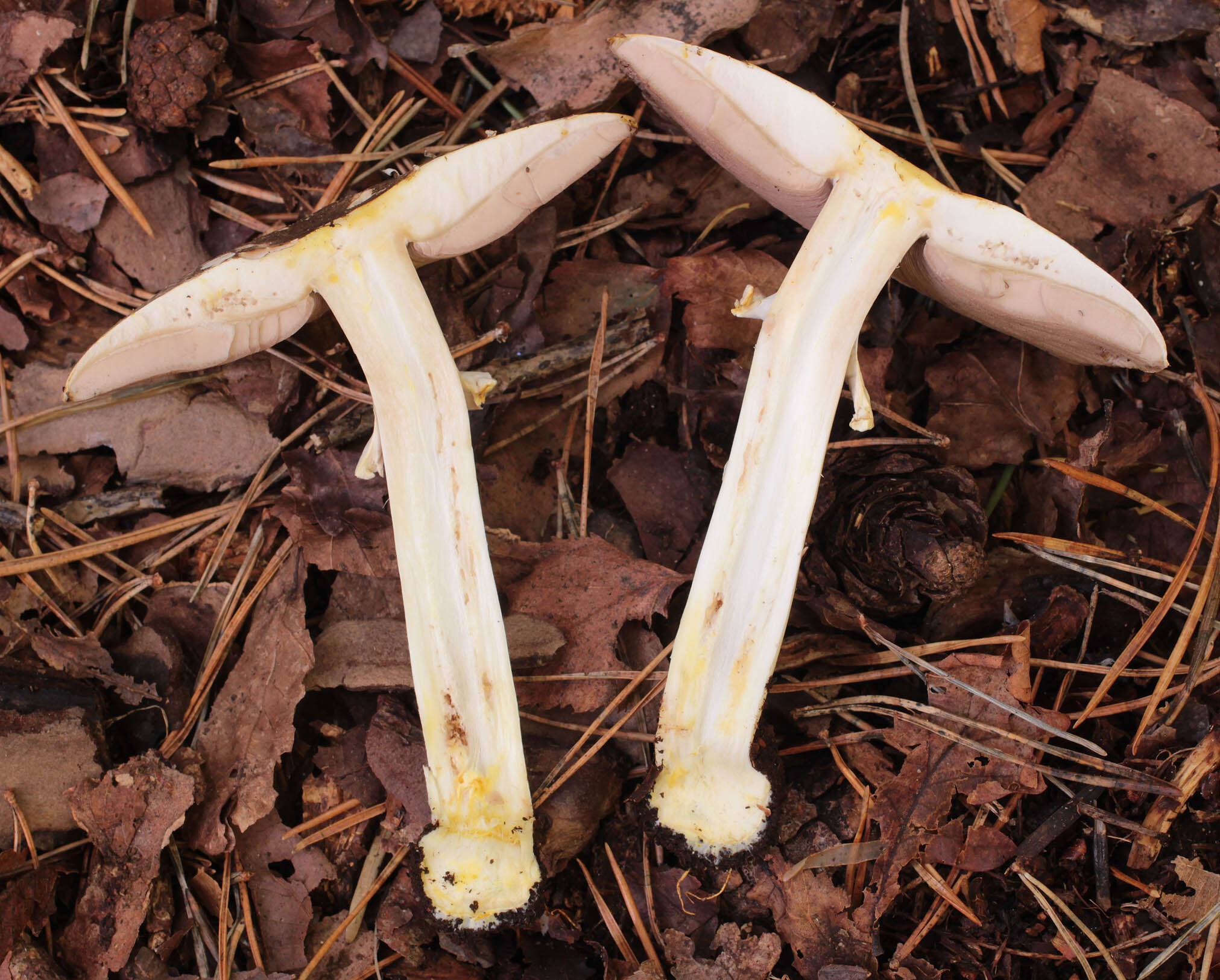 Image of Agaricus moelleri Wasser 1976