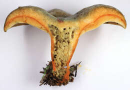 Image of Lactarius quieticolor Romagn. 1958