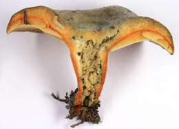 Image of Lactarius quieticolor Romagn. 1958