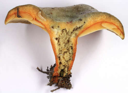 Image of Lactarius quieticolor Romagn. 1958