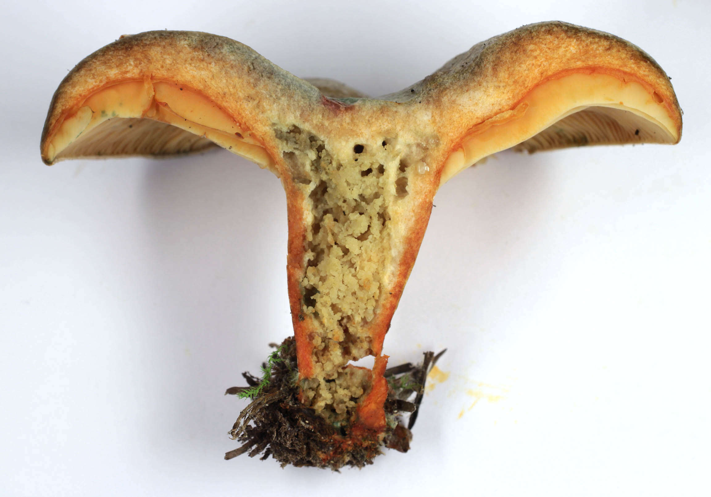 Image of Lactarius quieticolor Romagn. 1958