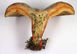 Image of Lactarius quieticolor Romagn. 1958