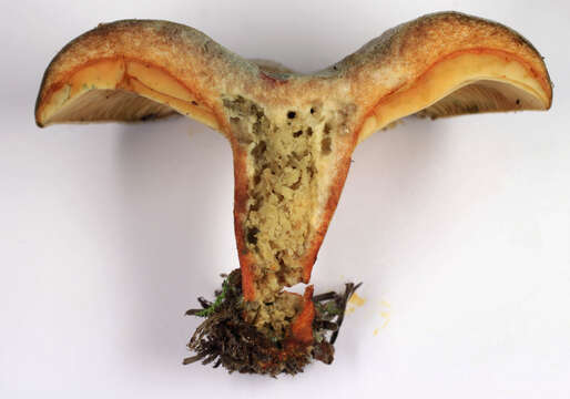 Imagem de Lactarius quieticolor Romagn. 1958