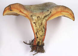 Image of Lactarius quieticolor Romagn. 1958