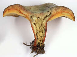 Image of Lactarius quieticolor Romagn. 1958