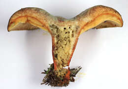 Image of Lactarius quieticolor Romagn. 1958