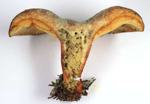 Image of Lactarius quieticolor Romagn. 1958