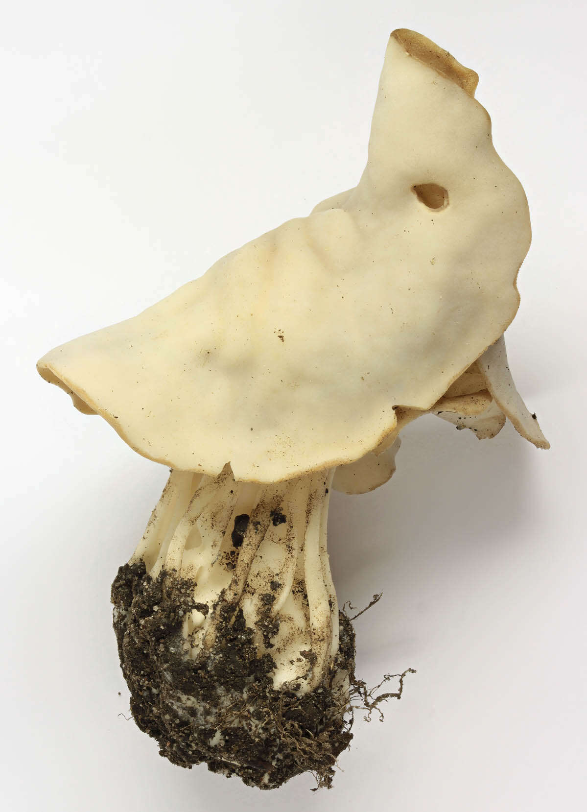 Helvella crispa (Scop.) Fr. 1822 resmi