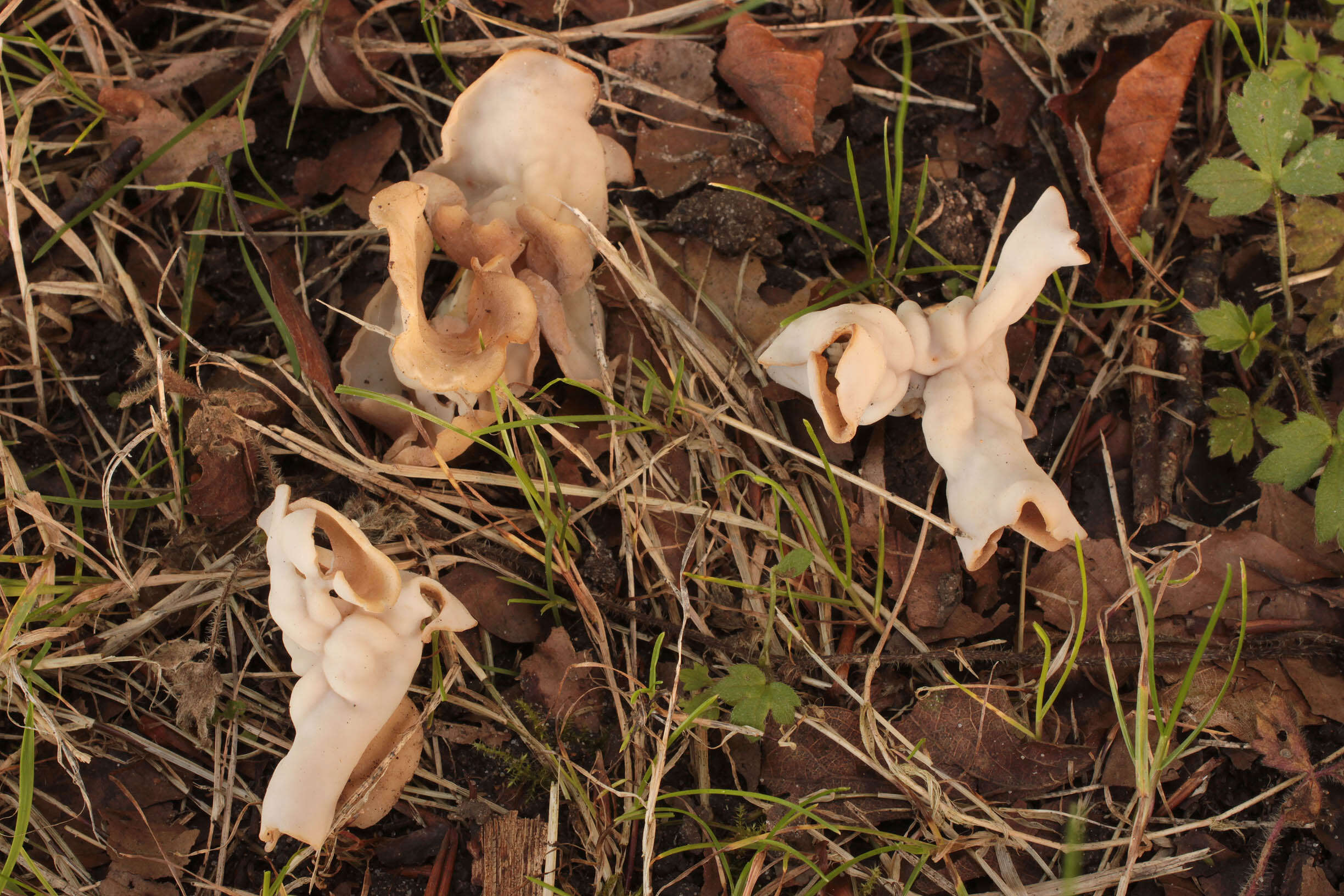 Helvella crispa (Scop.) Fr. 1822 resmi