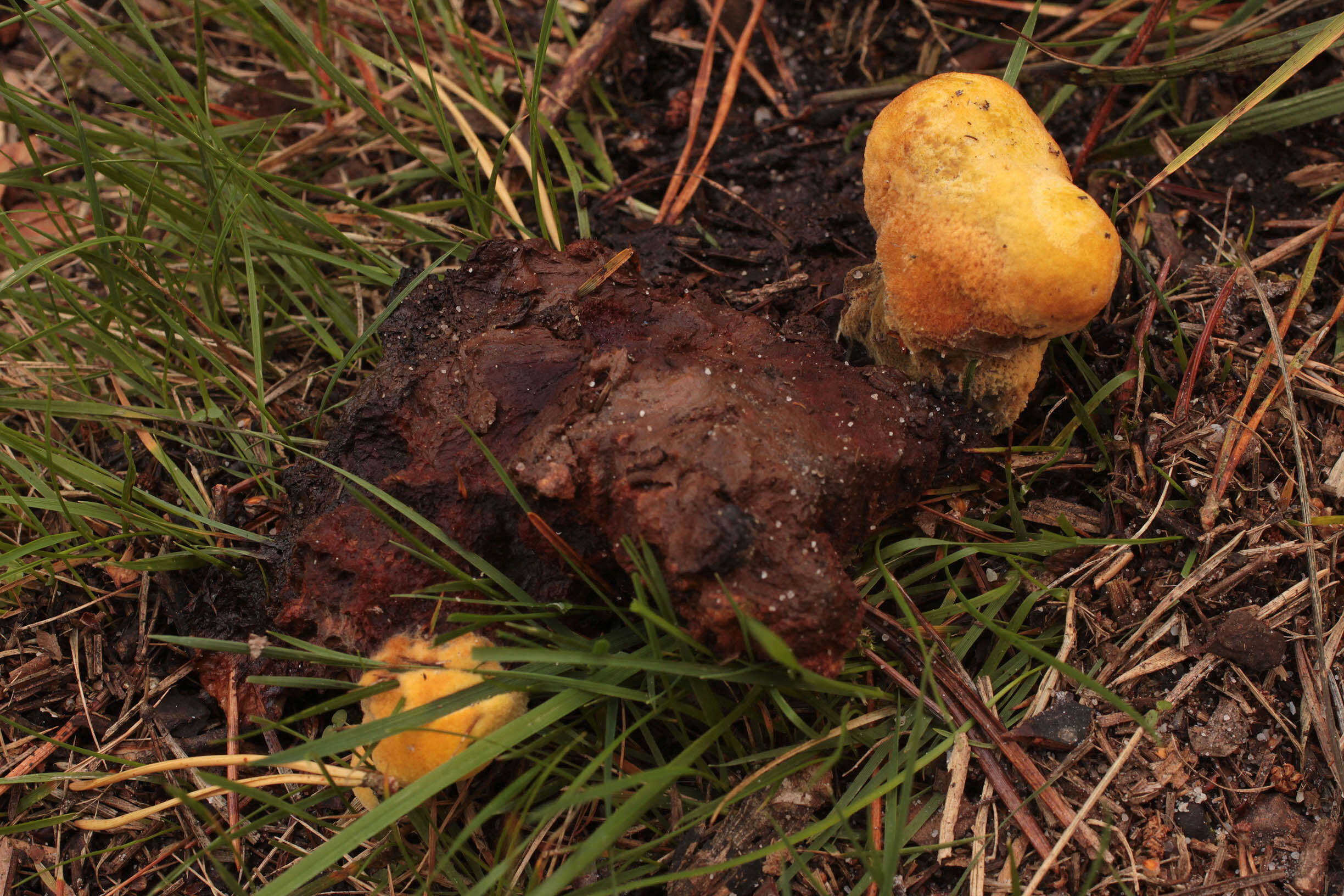 Image of dyer's polypore