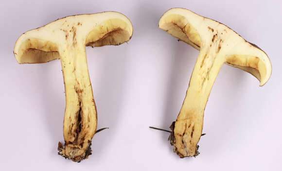 Imagem de Tricholoma fulvum (DC.) Bigeard & H. Guill. 1909