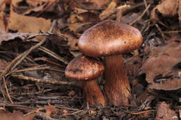 Image of Tricholoma fulvum (DC.) Bigeard & H. Guill. 1909