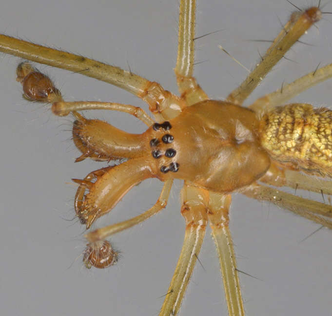 Image of Tetragnatha extensa (Linnaeus 1758)