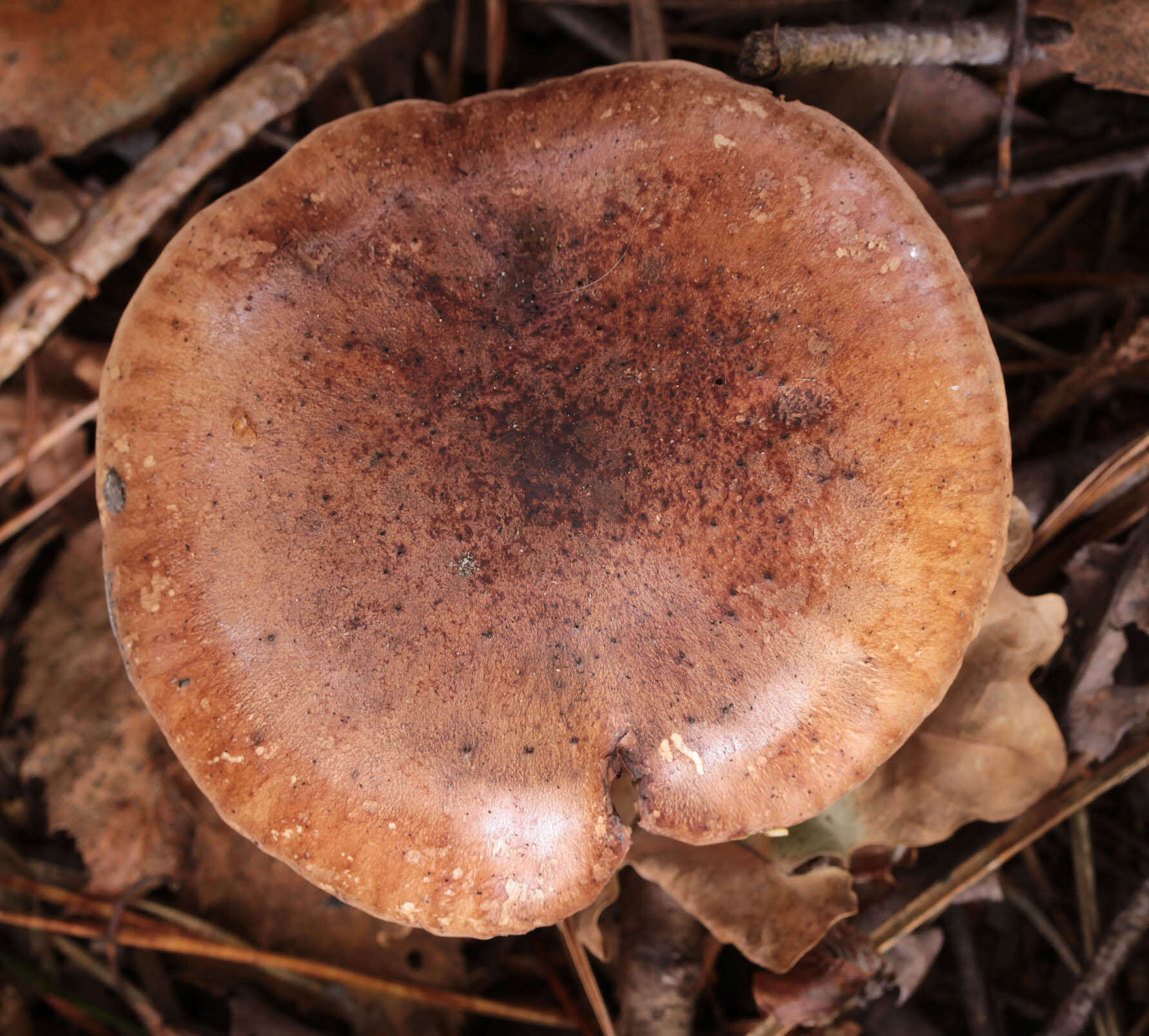 Image of Tricholoma fulvum (DC.) Bigeard & H. Guill. 1909