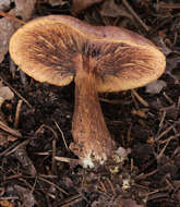 Image of Tricholoma fulvum (DC.) Bigeard & H. Guill. 1909