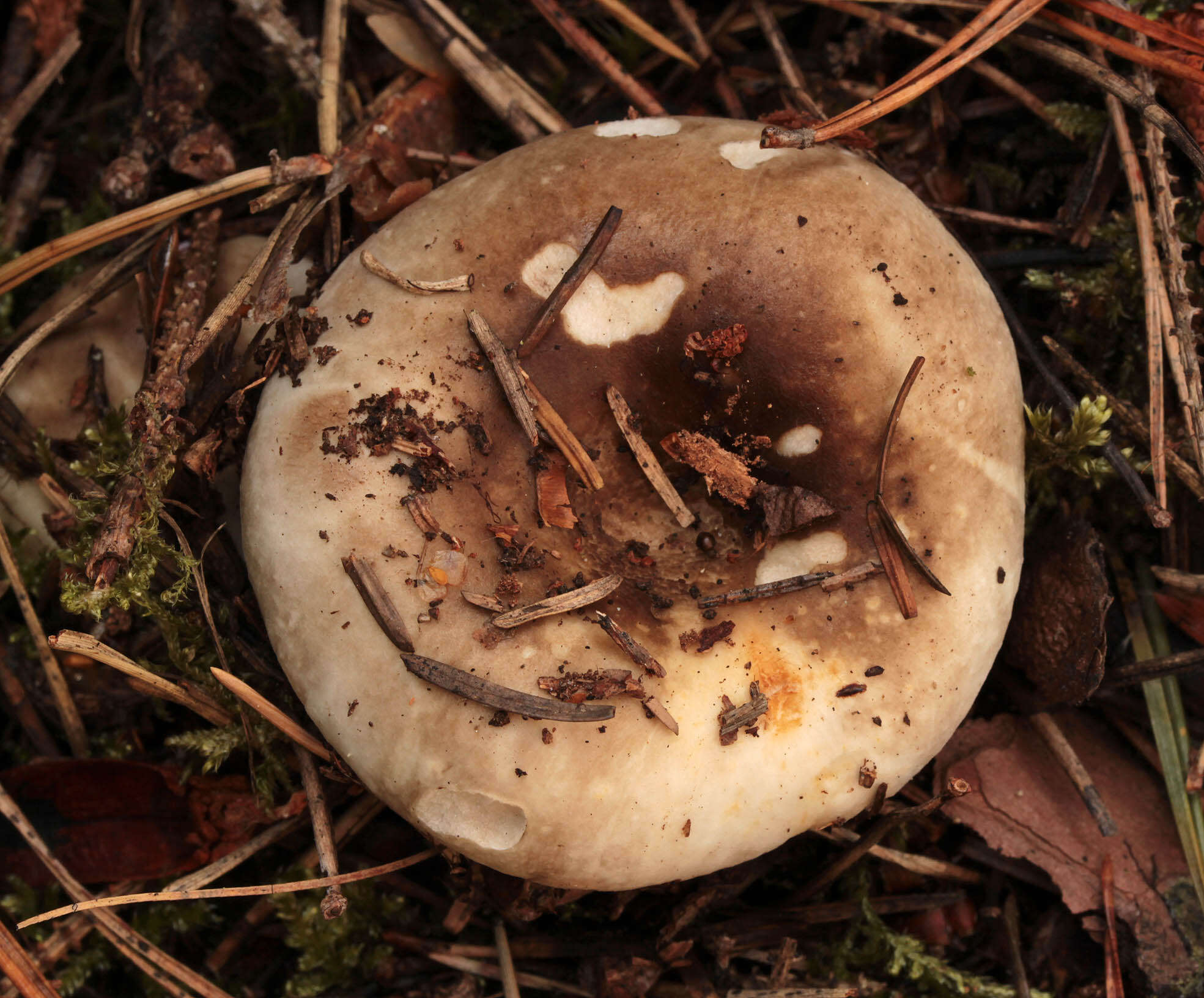 Image of Russula densifolia Secr. ex Gillet 1876