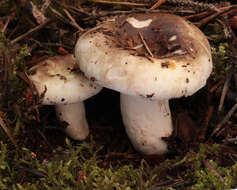 Image of Russula densifolia Secr. ex Gillet 1876