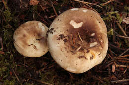 Image of Russula densifolia Secr. ex Gillet 1876