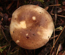 Image of Russula densifolia Secr. ex Gillet 1876