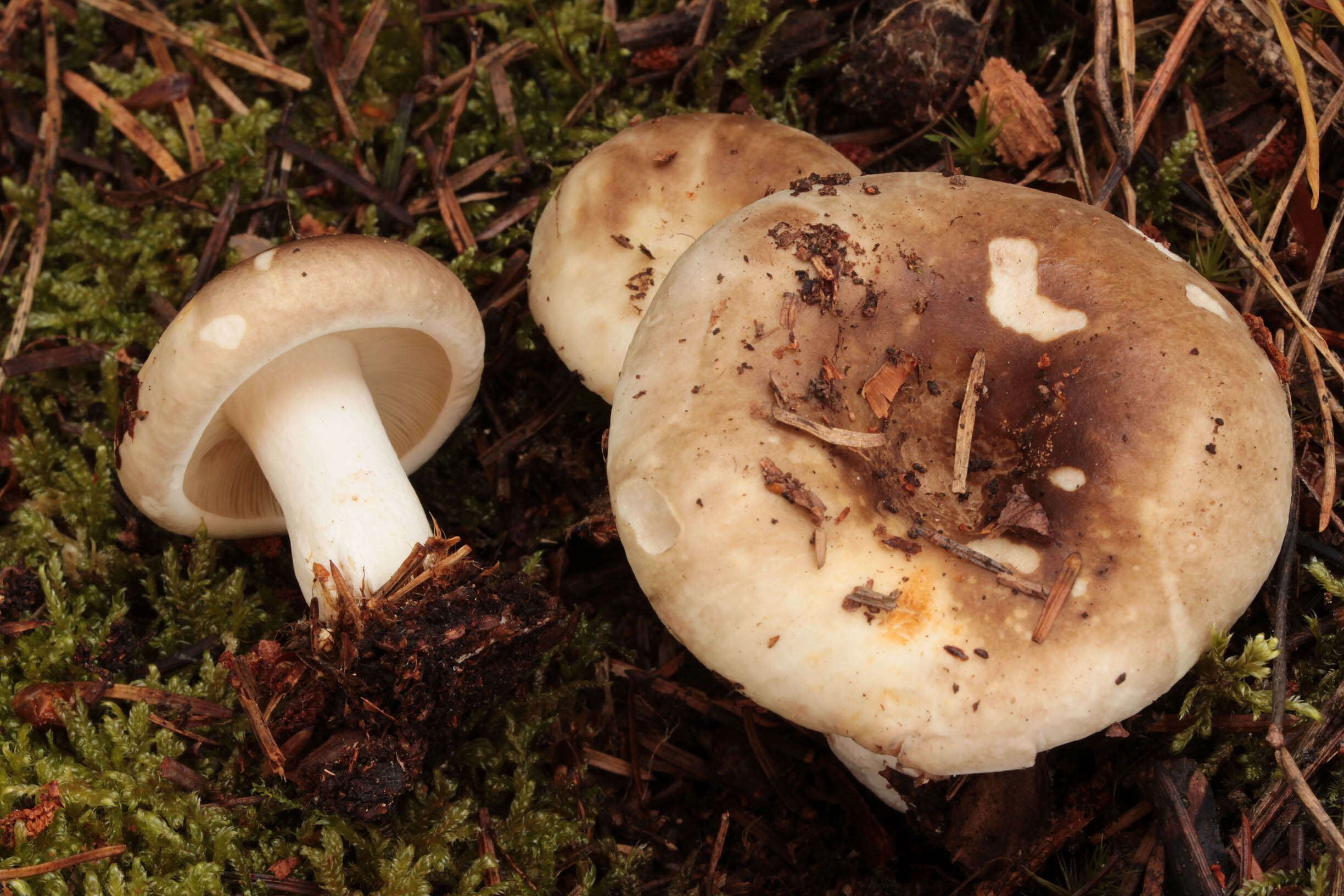 Image of Russula densifolia Secr. ex Gillet 1876