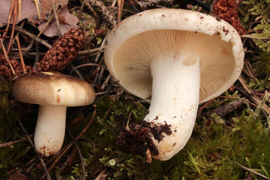 Image of Russula densifolia Secr. ex Gillet 1876