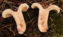 Image of Russula densifolia Secr. ex Gillet 1876