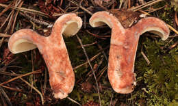 Image of Russula densifolia Secr. ex Gillet 1876