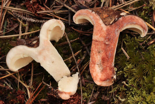 Image of Russula densifolia Secr. ex Gillet 1876