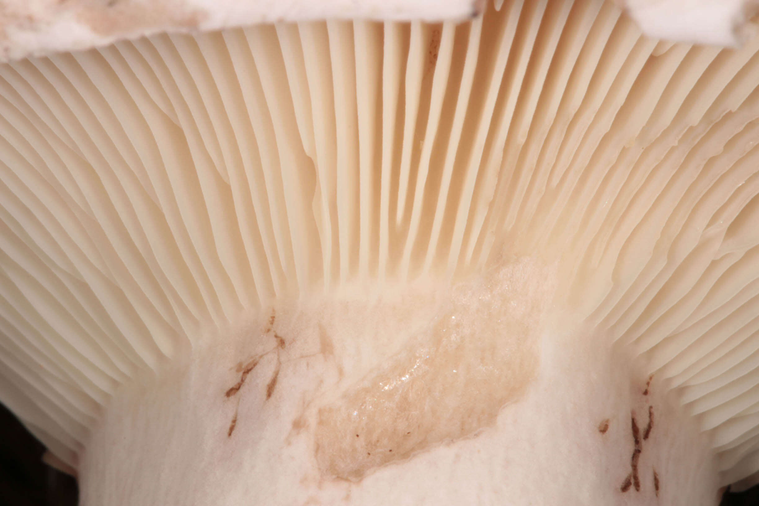 Image of Russula densifolia Secr. ex Gillet 1876