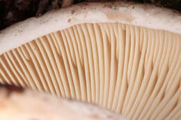 Image of Russula densifolia Secr. ex Gillet 1876