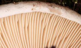 Image of Russula densifolia Secr. ex Gillet 1876