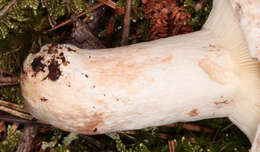 Image of Russula densifolia Secr. ex Gillet 1876