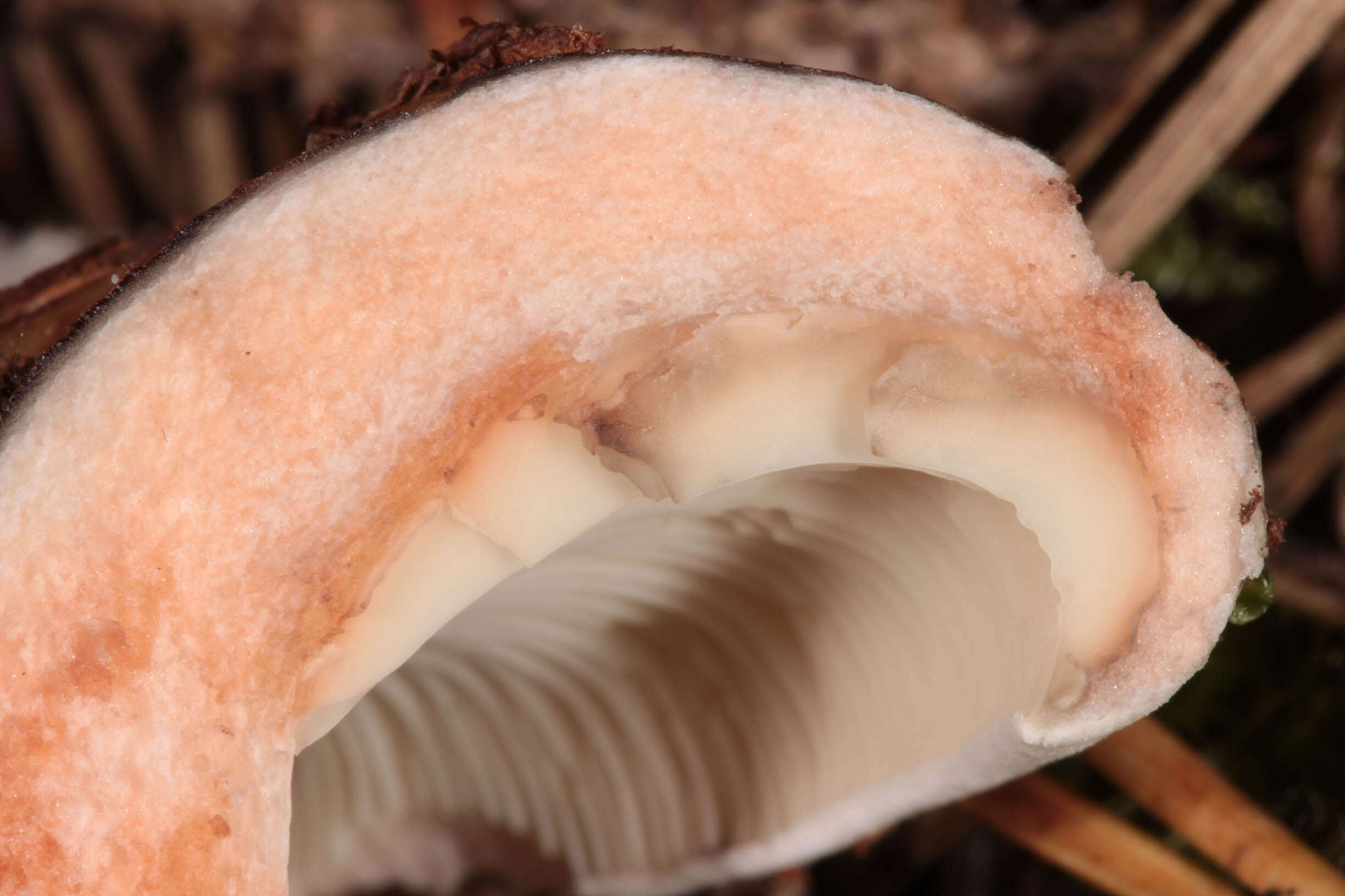 Image of Russula densifolia Secr. ex Gillet 1876