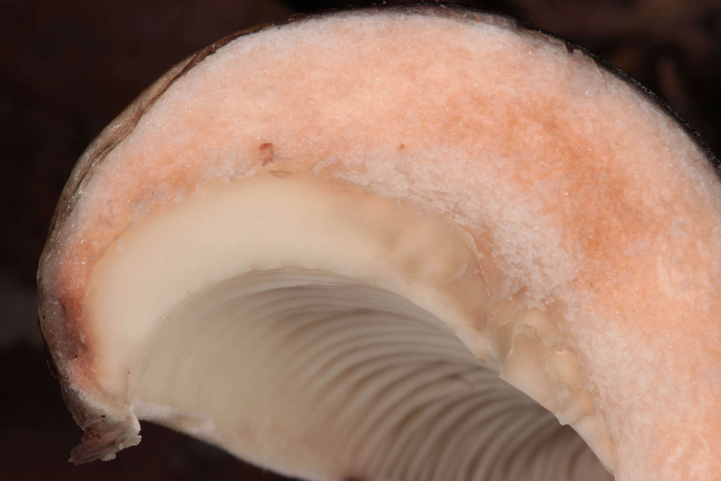 Image of Russula densifolia Secr. ex Gillet 1876