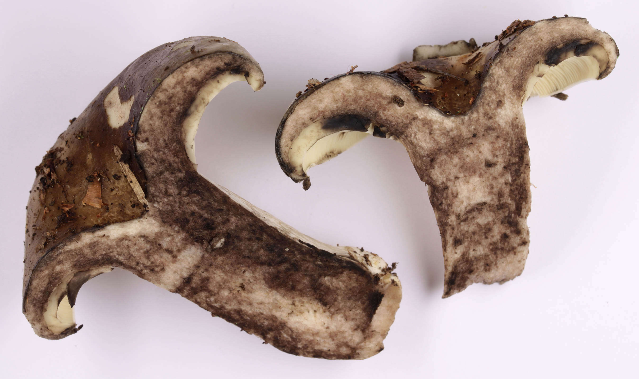 Image of Russula densifolia Secr. ex Gillet 1876