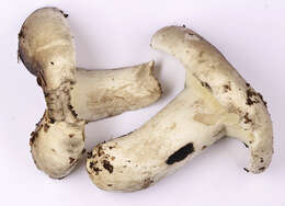 Image of Russula densifolia Secr. ex Gillet 1876