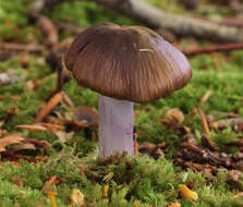 Image of Cortinarius mucifluoides Rob. Henry ex Bidaud, Moënne-Locc. & Reumaux 2000