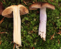 Image of Cortinarius mucifluoides Rob. Henry ex Bidaud, Moënne-Locc. & Reumaux 2000