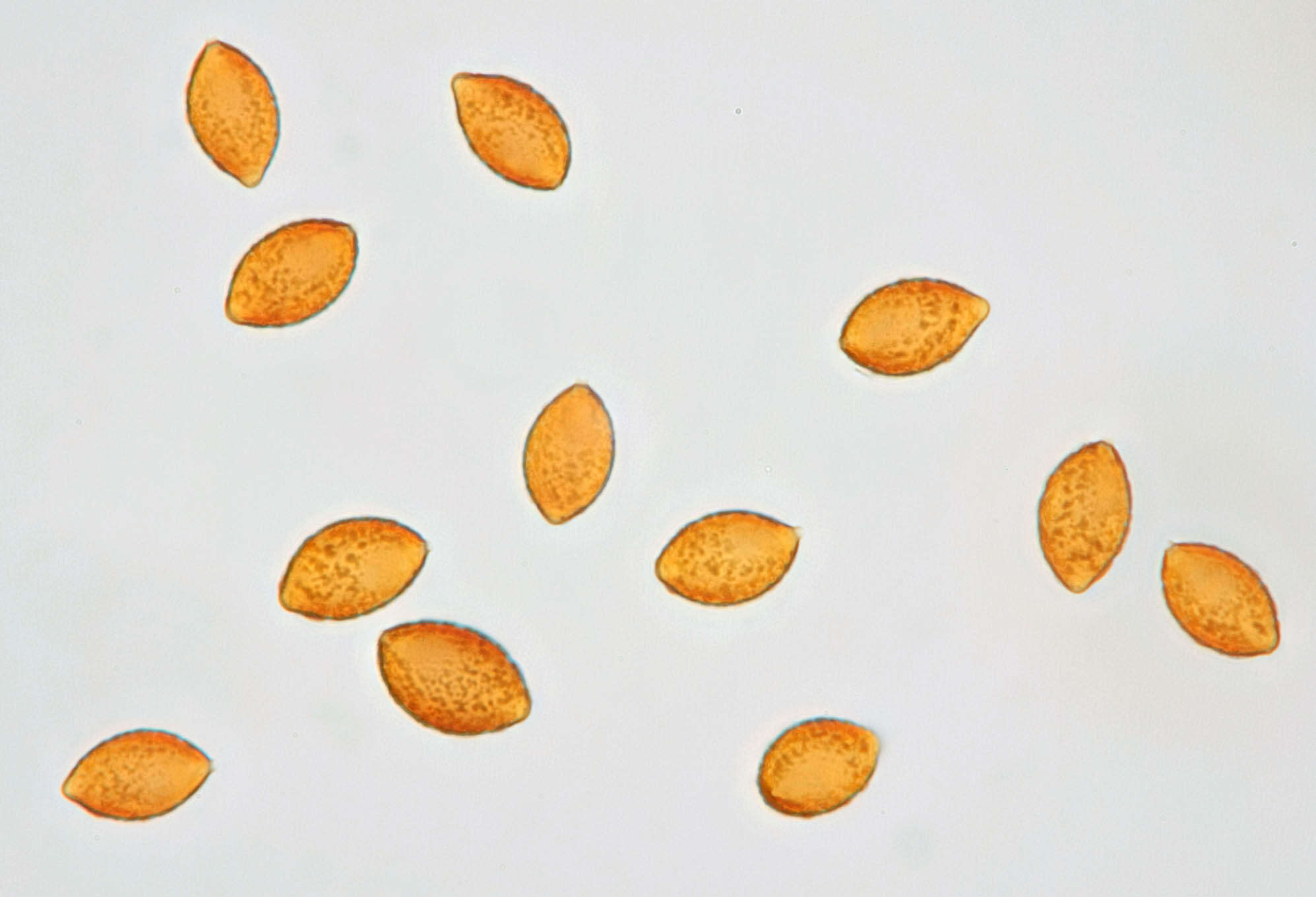 Image of Cortinarius mucifluoides Rob. Henry ex Bidaud, Moënne-Locc. & Reumaux 2000