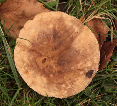 Image of Lactarius azonites (Bull.) Fr. 1838