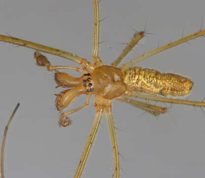 Image de Tetragnatha extensa (Linnaeus 1758)