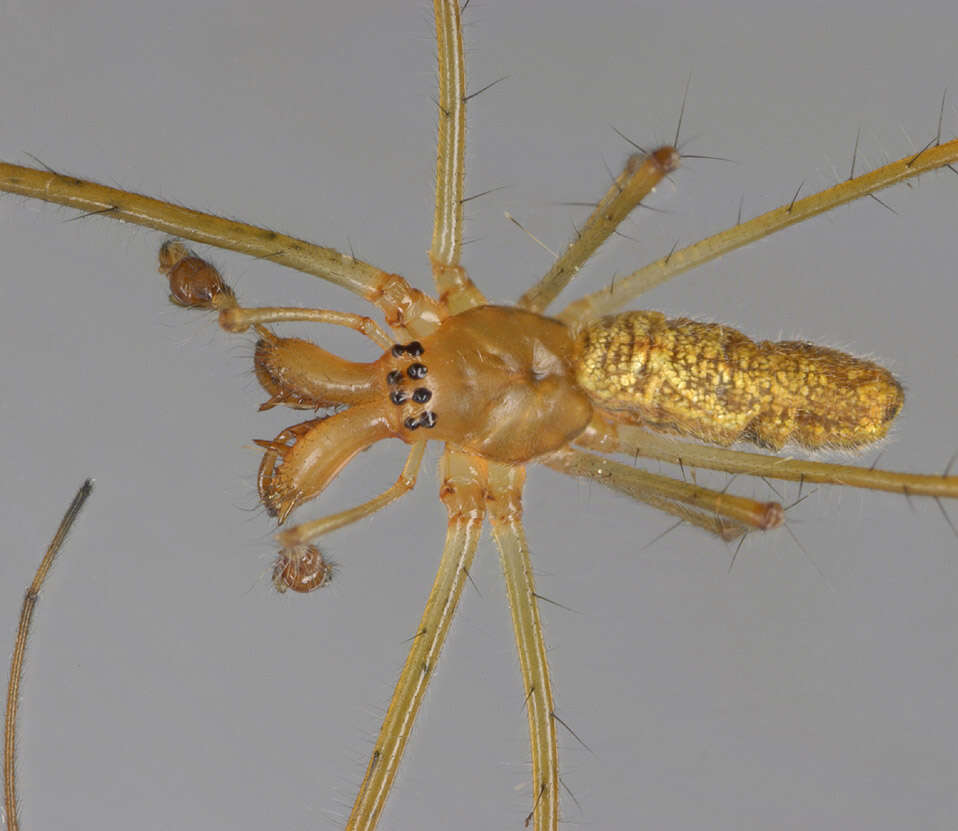 Sivun Tetragnatha extensa (Linnaeus 1758) kuva