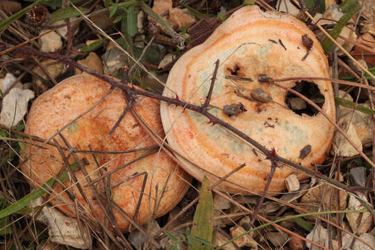 Image of Red Pine Mushroom