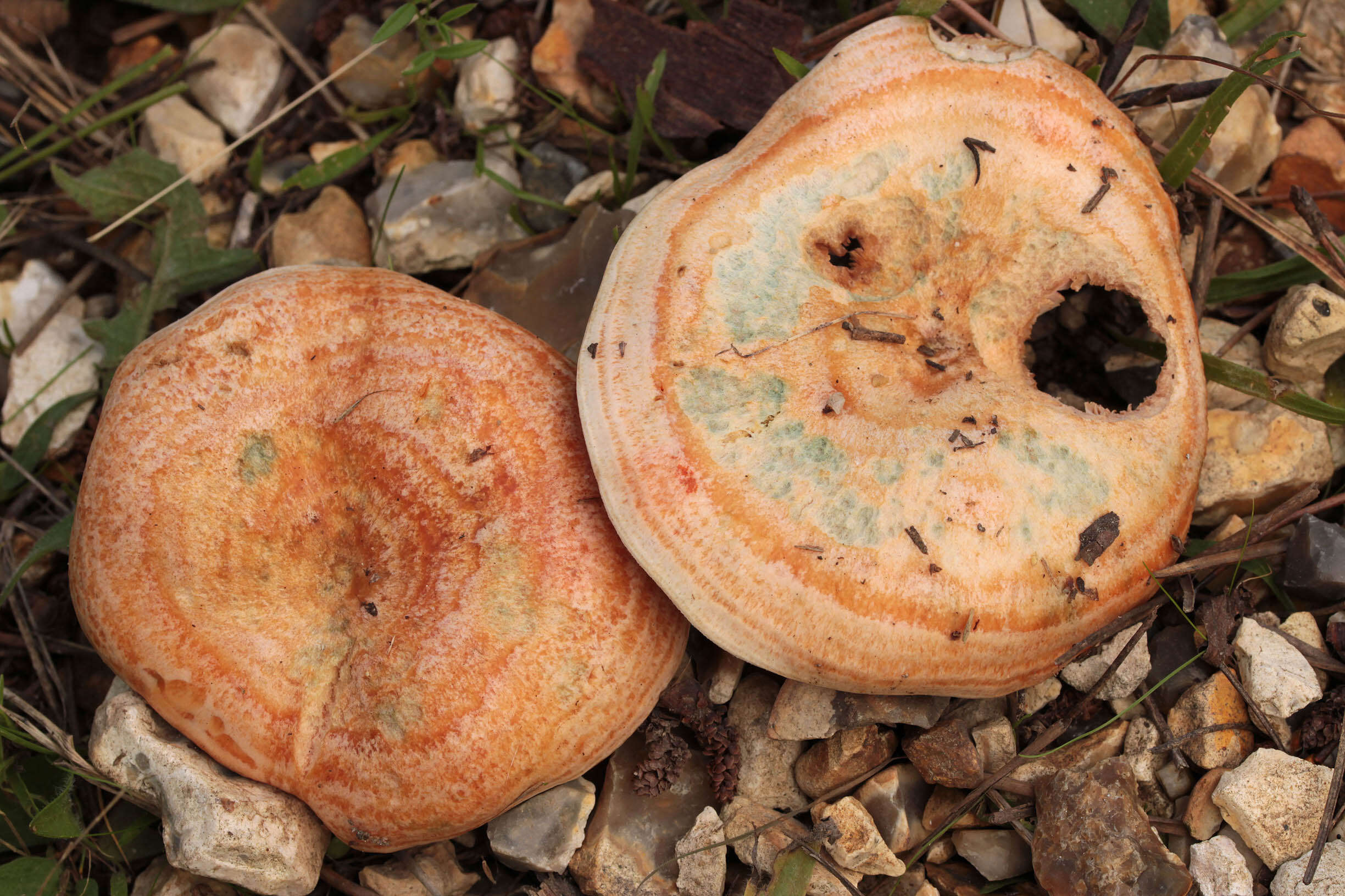 Image of Red Pine Mushroom