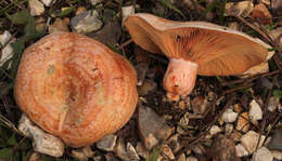 Image of Red Pine Mushroom