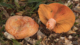 Image of Red Pine Mushroom