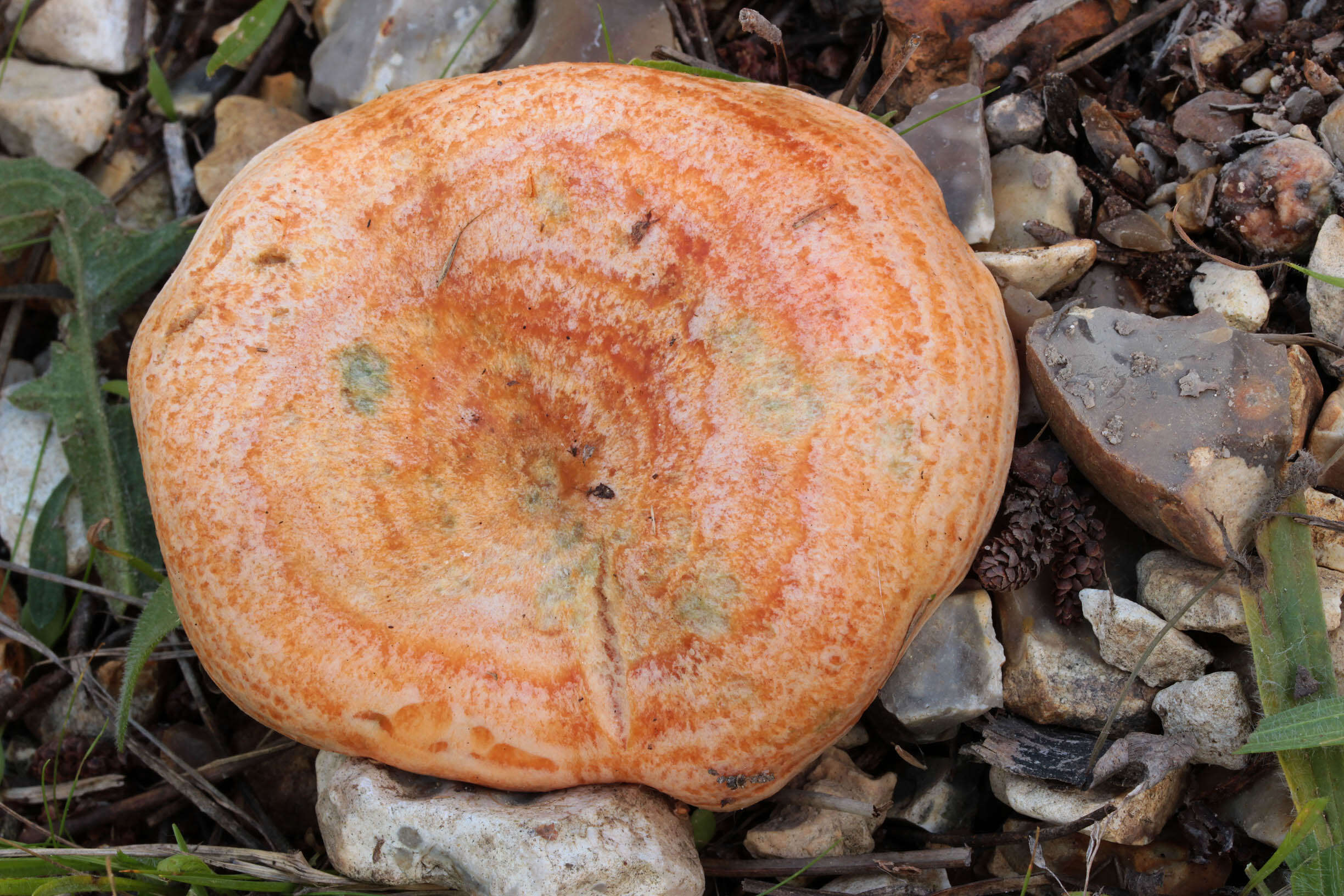 Image of Red Pine Mushroom