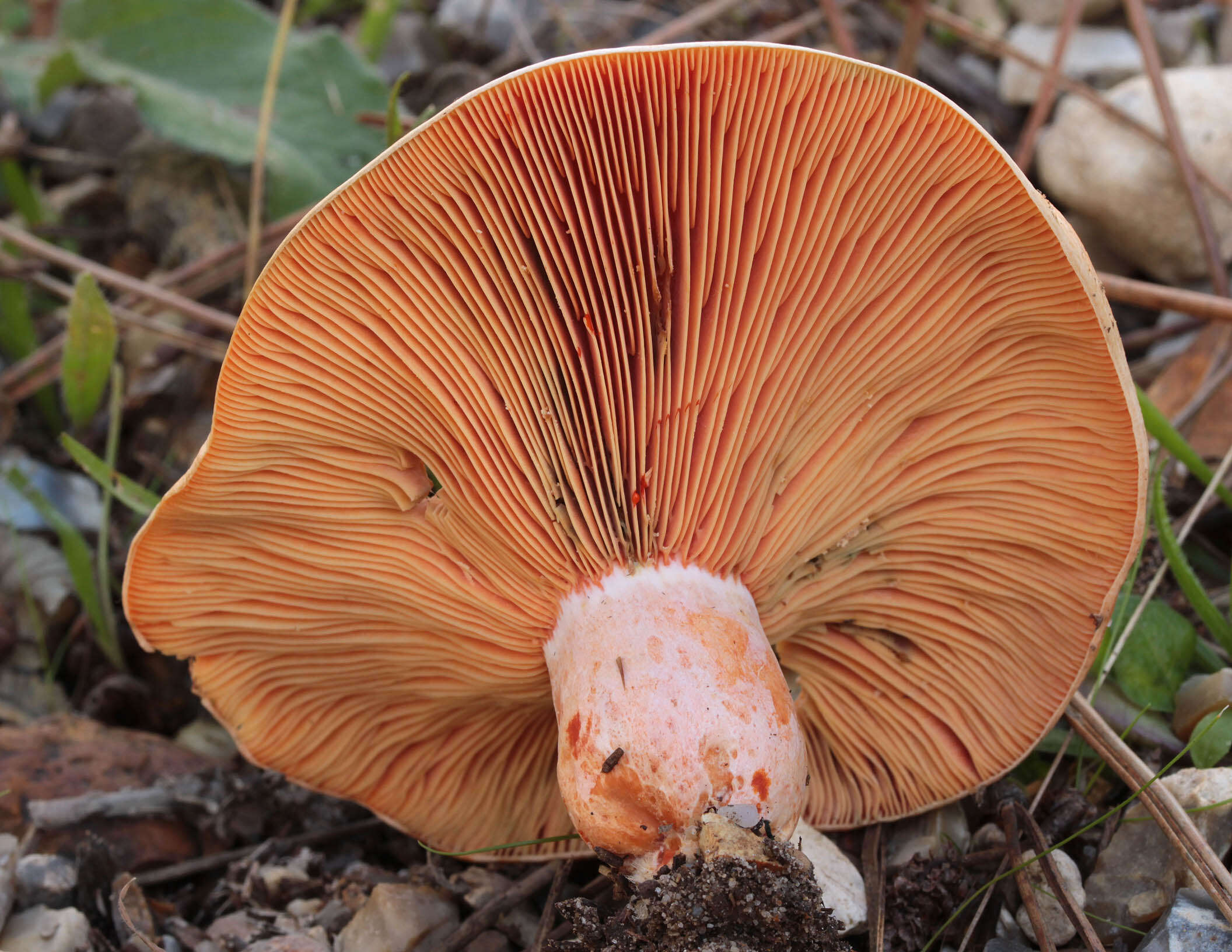 Image of Red Pine Mushroom